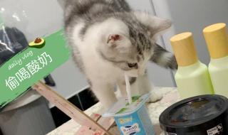 猫咪喝酸奶吗